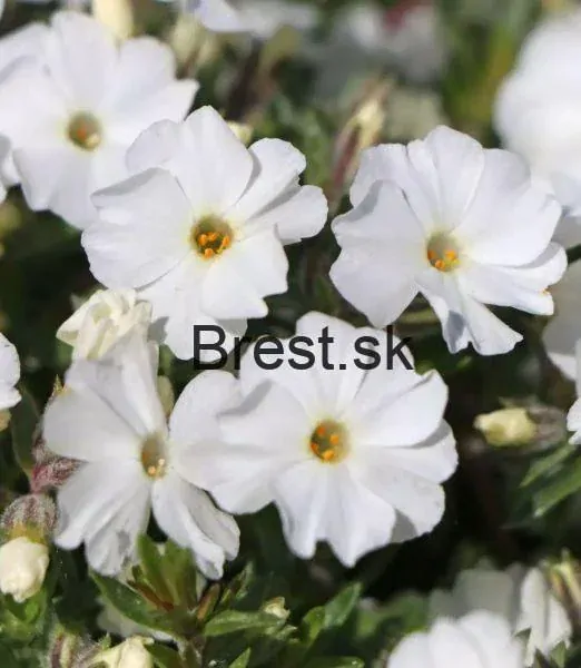 Phlox douglasii 'White Admiral'